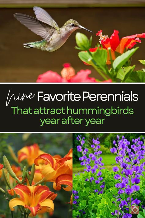 Transform your garden into a hummingbird paradise with these 9 favorite perennials! From vibrant coneflowers to aromatic hyssop, these plants are perfect for drawing in these tiny, colorful birds. Learn how to create a perennial garden that blooms with beauty and life, attracting hummingbirds year after year. Hummingbird Plants Perennials, Attracting Hummingbirds, Baptisia Australis, Wild Indigo, Hummingbird Plants, Attract Hummingbirds, Hummingbird Garden, Attract Pollinators, Tiny Bird