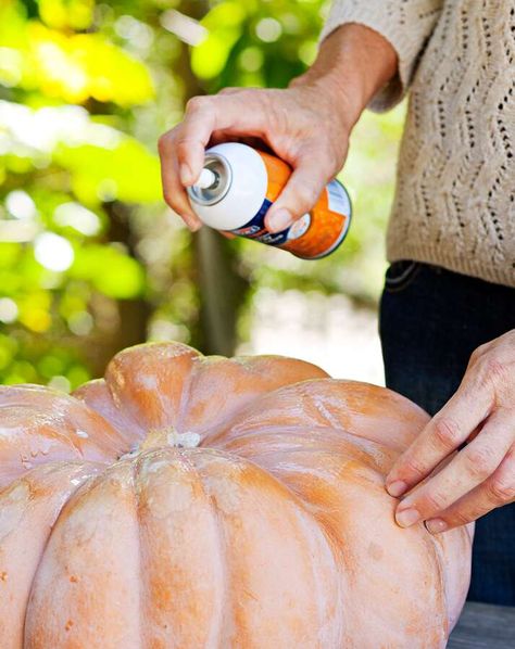 Step 1: Spray with adhesive Pumpkins Decorated, Planter Centerpiece, Succulent Pumpkin, Decorative Pumpkins, Planting Pumpkins, Pumpkin Planter, Pumpkin Diy, Pumpkin Centerpiece, Succulent Ideas