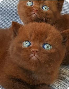 Regnul Animal, Image Chat, Cute Cat Breeds, Gorgeous Cats, Beautiful Cat Breeds, Most Beautiful Cat Breeds, Cute Cats And Kittens, Cute Animal Pictures, Cute Kittens