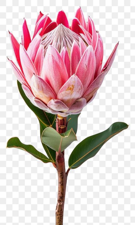 Protea Flower Template, Protea Flower Photography, Proteas Flower, Exotic Flowers Tropical, Pink Ice Protea, Protea Cynaroides, Queen Protea, South African Flowers, Pink Protea