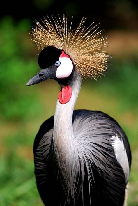 African Crane.... Crested Crane Uganda, Crested Crane, Crowned Crane, Crane Bird, Kinds Of Birds, Herons, Airbrush Art, All Birds, Exotic Birds