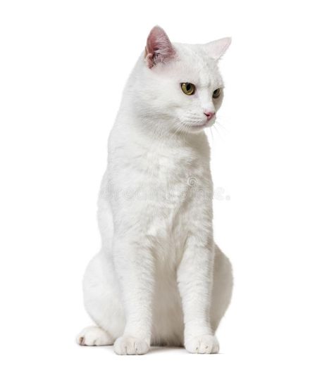 Cat Looking Down, Cats White Background, Cat On White Background, Cats Png, Dream Core, Cat Stock, Cartoon Photo, Cat Pose, Cat Walk