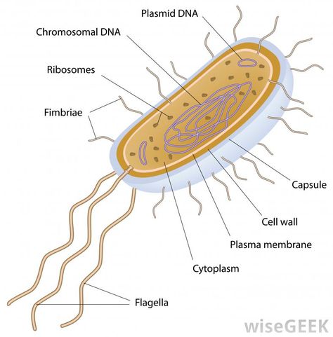 A unicellular organism is any life form that consists of only one cell. Unicellular organisms are among the most common lifeforms... Taxonomy Biology, Dna E Rna, Apologia Biology, Cell Diagram, Prokaryotic Cell, Cells Worksheet, Gram Negative Bacteria, Cell Organelles, Biology Worksheet