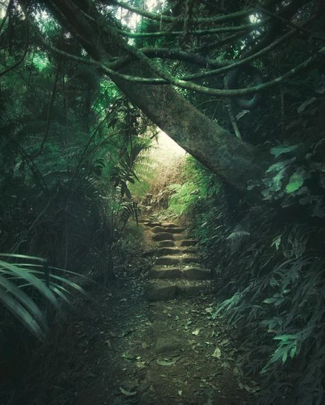 Jungle Pictures, Jungle Aesthetic, Jungle Photography, Landscape Reference, Dark Naturalism, Slytherin Aesthetic, House Goals, Closet Design, Green Aesthetic