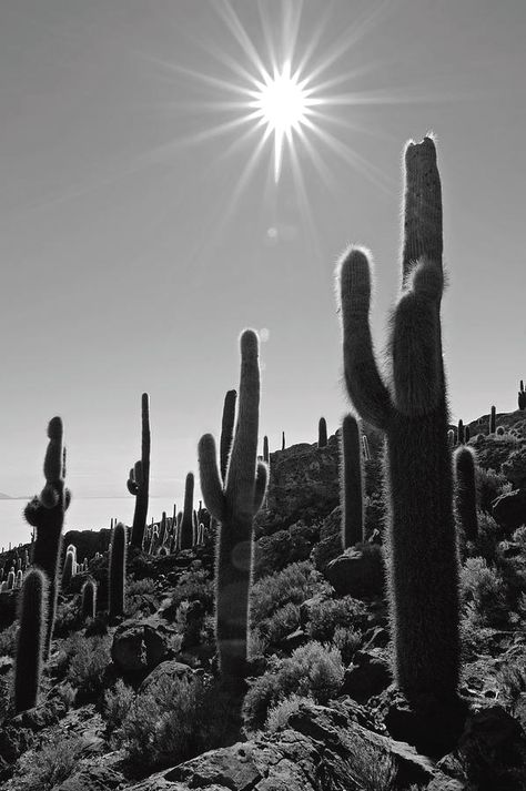 White Sun And Dark Cactus Photograph by Bbuong Moody Vibes Aesthetic, Dark Western, Black And White Cactus, Cactus Aesthetic, Drawing Pics, Wallpaper Prints, Cactus Pictures, Western Photo, Western Aesthetic