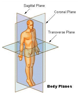 Out-perform your competitors by mastering all planes of movement - for efficient movement. Anatomi Dan Fisiologi, Tensor Fasciae Latae, Nerf Vague, Sandbag Workout, Sagittal Plane, Human Anatomy And Physiology, Medical Terminology, Body Anatomy, Sports Medicine