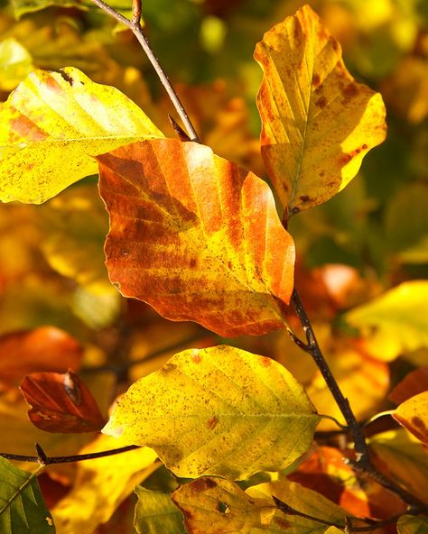 Beech Tree Leaves, Beech Leaves, Beech Tree, Plant Identification, Holly Leaf, Tree Leaves, The Meadows, Patch Design, Warrior Cats