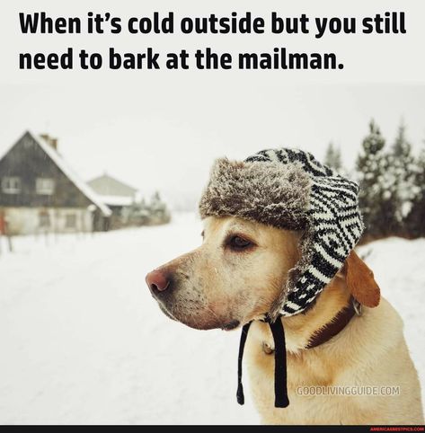 Meme Page, It's Cold Outside, Funny Animal Memes, Cold Outside, Cute Cats And Dogs, It's Cold, Dog Quotes, Funny Animal Pictures, Dog Memes