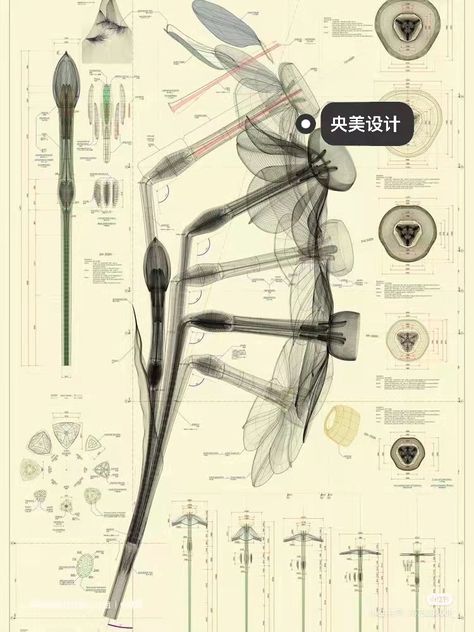 Scientific Drawing, Data Visualization Design, Technical Illustration, Image Nature, Louise Bourgeois, New Media Art, Information Graphics, Scientific Illustration, Botanical Drawings