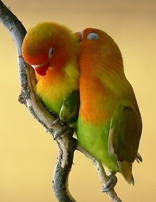 Parrot Bird, Nature Birds, Bird Pictures, Exotic Birds, Pretty Birds, Colorful Birds, Cute Birds, Animals Friends, Love Birds