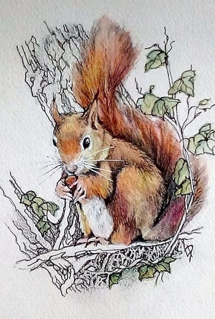 Octopus Art Project, Squirrel Drawing, Squirrel Painting, Inktense Pencils, Squirrel Art, Rabbit Drawing, Octopus Art, Cottage Art, Red Squirrel