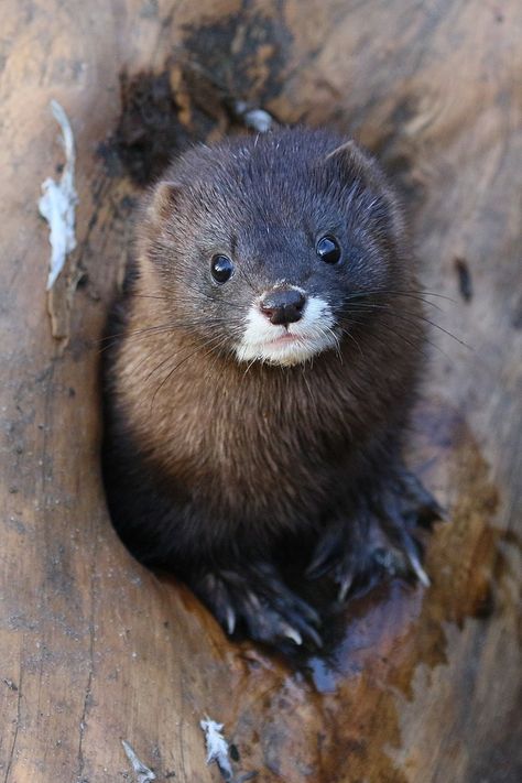 Mink Animal, Animal Species, Creature Feature, Endangered Species, Cute Creatures, Photo Reference, Wikimedia Commons, Animal Kingdom, Animals Beautiful