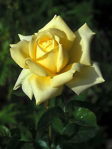 Rose Belle, Coming Up Roses, Rose Trees, Growing Roses, Hybrid Tea Roses, Most Beautiful Flowers, Rose Bush, Beautiful Rose Flowers, Tea Roses