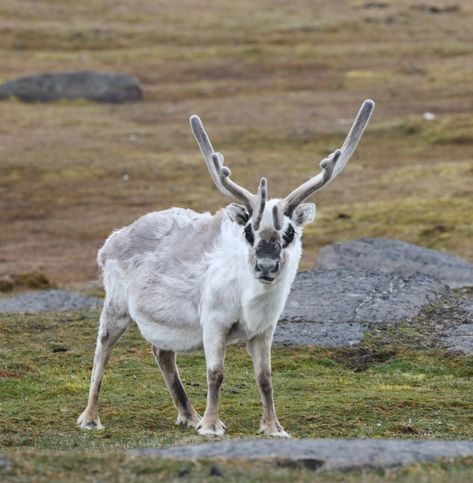 Norway / Svalbard Reindeer Svalbard Reindeer, Wolf White, Antarctic Animals, Svalbard Norway, Arctic Foxes, Frozen Tundra, Zoo Crew, Travel Norway, Cute Dogs And Cats