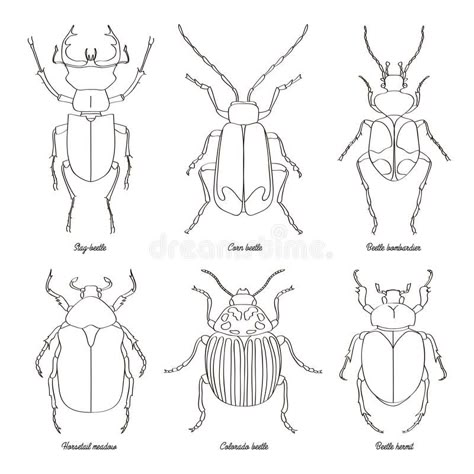 Image result for hermit beetle outline Beetle Outline Drawing, Easy Beetle Drawing, Fine Line Beetle Tattoo, Bug Outline Drawing, Bettle Bug Drawings, Insect Templates Free Printable, Beetle Line Drawing, Bug Drawing Insects, Beetle Drawing Simple