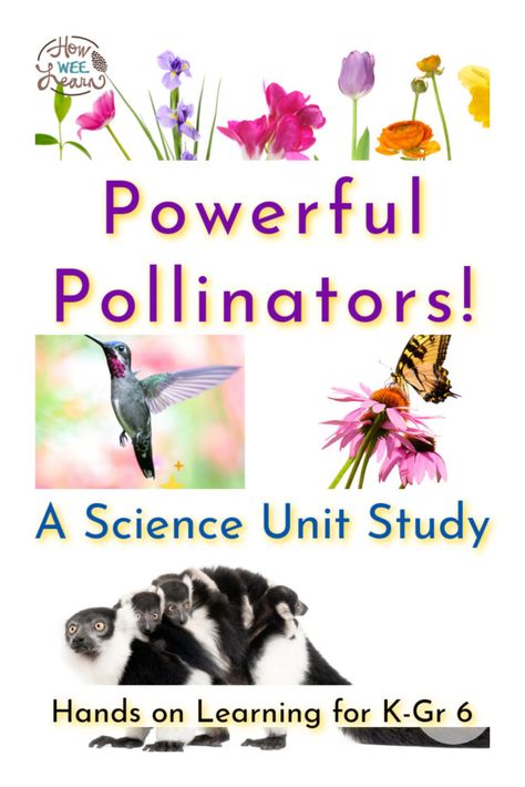 A spectacular science unit study for kids from kindergarten through to grade six: Powerful Pollinators! Learn all about the science behind pollination with 10 hands on activities, youtube videos, informational reading, math questions, reading and writing extensions, and more! Pollinators Activities, Pollinators For Kids, Butterfly Science Activities, Pollination Activity, Summer Camp At Home, Stream Ideas, Camp At Home, Science Unit Studies, Butterfly Science