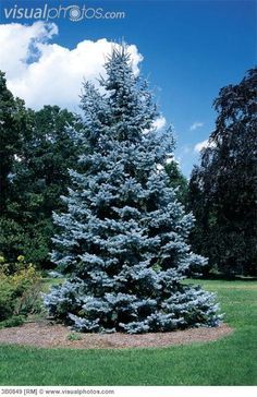 Blue Spruce (Colorado Spruce) Bluish tint, evergreen, pyramid shaped Graphite Landscape, Blue Spruce Tree, Colorado Spruce, Colorado Blue Spruce, English Estate, Picea Pungens, Types Of Christmas Trees, Spruce Tree, Evergreen Plants