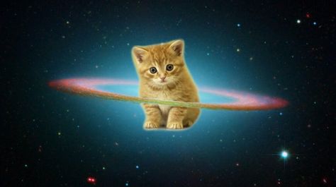 Space kitty (: Cats In Space, Funny Cat Wallpaper, Galaxy Cat, Silly Cats Pictures, Space Cat, Cat Wallpaper, Silly Cats, Cat Pics, In Space