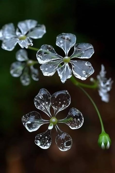 Pretty Flowers Pictures, Skeleton Flower, Lily Of The Valley Flowers, Valley Flowers, Nothing But Flowers, Flower Therapy, Rare Flowers, Arte Inspo, Pretty Plants