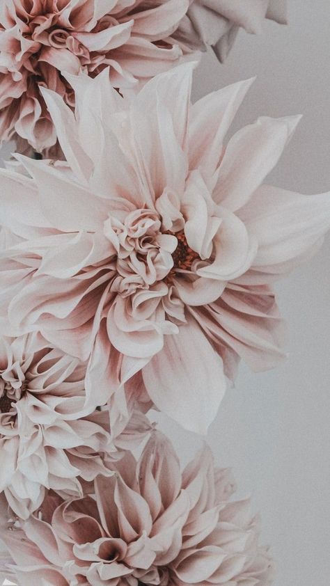 Flower Background Iphone, Rose Gold Wallpaper, Flowery Wallpaper, Wallpaper Flower, Flower Iphone Wallpaper, Watch Wallpaper, Apple Watch Wallpaper, Flower Background Wallpaper, Floral Iphone