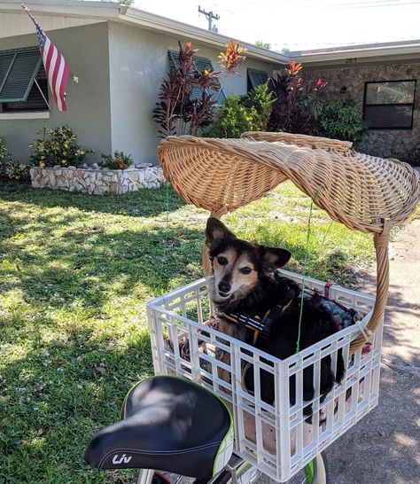 Diy Bike Basket, Bicycle Dog Carrier, Dog Bike Carrier, Dog Bike Basket, Bike Wagon, Dog Bike, Daschund Puppies, Biking Diy, Biking With Dog