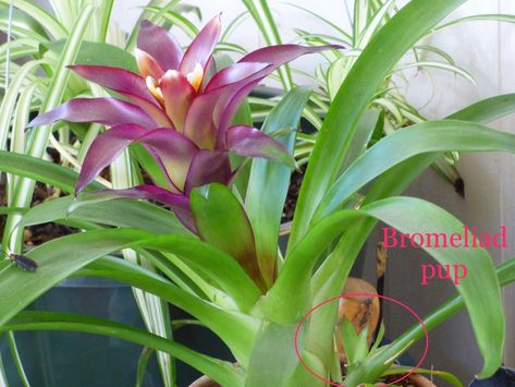 Bromeliad Propagation – Learn How To Grow Bromeliad Pups Florida Plants Landscaping, Rose Bush Care, Plants Tips, Plants Care, Amazing Plants, Container Planting, Garden Site, Plant People, Plant Propagation