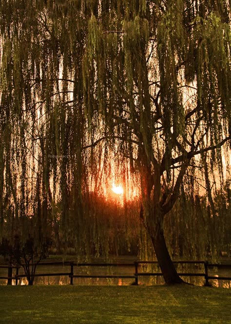 Willow trees at Sunset in Campodarsego, Veneto_ Italy Willow Tree Sunset, Wipping Willow Trees, Weeping Willow Tree Aesthetic, Willow Tree Aesthetic, Willow Tree Lights, Willow Tree Wallpaper, Willow Aesthetic, Tree Branch Light, Willow Tree Branch