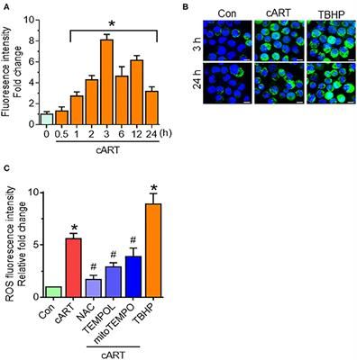 Successful suppression of viral replication by combined antiretroviral therapy (cART) in HIV-1 infected individuals is paradoxically also accompanied by an increased prevalence of HIV-associated neurocognitive disorders (HAND) in these individuals. HAND is characterized by a state of chronic oxidative stress and inflammation. Microglia are extremely sensitive to a plethora of stimuli, including viral proteins and cART. The current study aimed to assess the effects of cART-mediated oxidative stre Neurocognitive Disorders, Antiretroviral Therapy, Scale Bar, Reactive Oxygen Species, Chemical Industry, Bar Graphs, Biotechnology, Assessment