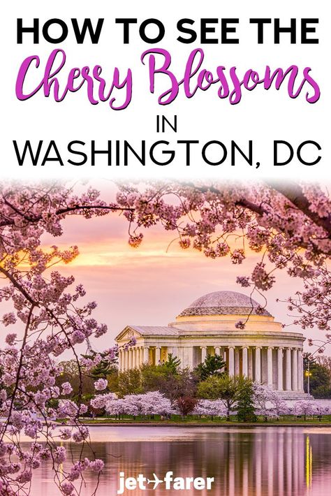 The cherry blossoms in Washington, DC are one of the highlights of traveling to the city in the spring. However, it can be hard to avoid the crowds and get the best views of the cherry blossom trees with the monuments nearby. We created a guide to show yo Cherry Blossoms In Dc, Traveling Usa, Cherry Blossom Dc, Washington Dc Vacation, Dc Vacation, Pod Hotels, Things To Do In Washington, Visit Dc, Dc Washington