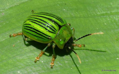 https://flic.kr/p/2cfhbK3 | Leaf beetle, Proseicela antennalis, Chrysomelidae | from Ecuador: www.flickr.com/andreaskay/albums Colourful Beetle, Rainbow Leaf Beetle, Figeater Beetle, Eastern Eyed Click Beetle, German Look Beetle, Green Bug, Leaf Beetle, Wolf Spider, Beetle Insect