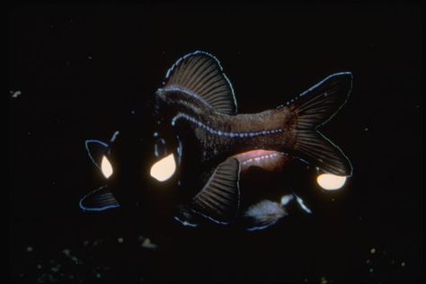 1979 Photoglepharon palpegratus. Common name: flashlight fish . Flashlight fish have a fluorescent blue-green glow under their eye which comes from billions of bioluminescent bacteria living under the fish’s skin in a photophore. Flashlight Fish, African Penguin, Live Animals, Tag Team, The Fish, Sea Creatures, Christmas Eve, Flashlight, Animal Pictures