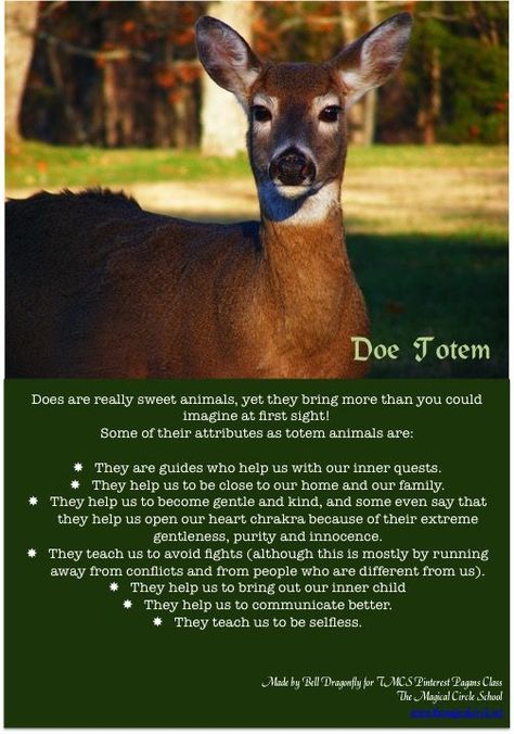 Animal Totem Spirit Guides, Spirit Animal Meaning, Totem Animals, Animal Meanings, Spirit Animal Totem, Animal Spirit Guide, Totem Animal, Spiritual Animal, Animal Spirit Guides