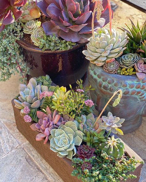 Succulent Plant Arrangements, Succulent Arrangements Outdoor, Terrace Succulent Garden, Succulent Farm, Budget Garden Ideas, Succulent Arrangements Aesthetic, Summer Dormant Succulents, Mini Cactus Garden, Garden On A Budget