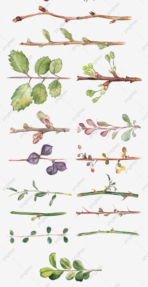 Watercolor Tree Branch, Botanical Artists, Branch Drawing, Leaves And Branches, Leaves Watercolor, Watercolor Tree, Leaf Drawing, Graphic Design Background Templates, Nature Drawing