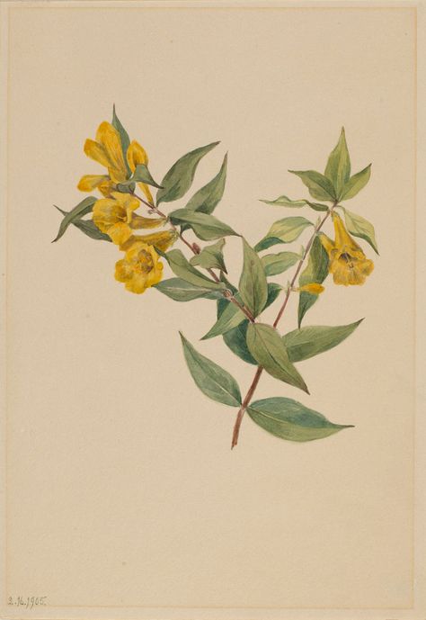 Yellow Jessamine, Museum Gift, Painting Medium, Smithsonian Institution, Image Vector, Heritage Collection, Museum Collection, American Art, Art Museum