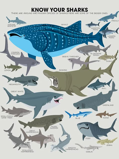 Design Save The Sharks, Types Of Sharks, Shark Facts, Species Of Sharks, Animal Conservation, Shark Art, Cute Shark, Marine Biology, Shark Week