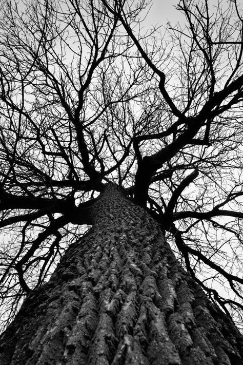 Black and White Worms Eye View, Visuell Identitet, Mixed Media Photography, Creative Photography Techniques, Black And White Landscape, Sky Landscape, Tree Photography, Photography For Beginners, Foto Art