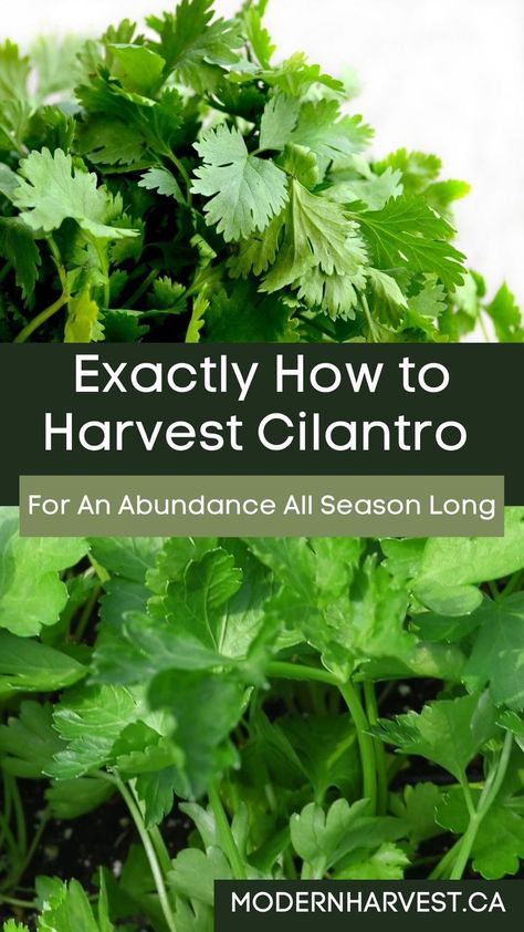 This easy guide on how to harvest cilantro will cover all aspects from how much to take from each plant during every harvest up until the plant goes dormant late in the season. Learn exactly how to harvest cilantro without killing the plant. Harvesting cilantro is incredibly simple: all you need is a pair of scissors and some patience. With proper harvesting techniques, your cilantro will keep producing new leaves for you to enjoy. Pruning Cilantro, Harvesting Cilantro, Harvest Cilantro, How To Harvest Cilantro, Preserve Fresh Herbs, Cilantro Plant, Growing Cilantro, Windowsill Garden, Harvesting Herbs