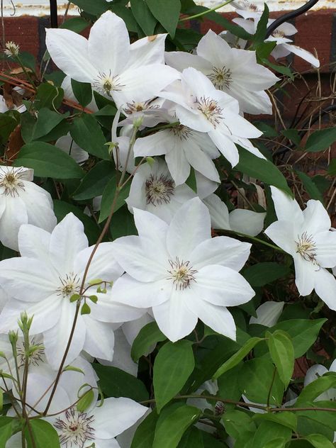 White Clematis Vine, Clematis White, Clematis Cirrhosa Freckles, Clematis Miss Bateman, White Clematis, Outdoor Makeover, Clematis Montana Grandiflora, Clematis Flower, White Plants