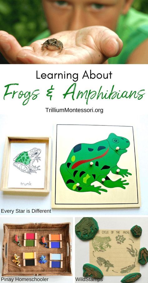 Ideas for a Frogs and Amphibians Unit for Montessori and preschool.  Links to printables, resources, and classroom ideas Amphibians Activities, Montessori Science, Montessori Lessons, Preschool Units, Frog Life, Frog Theme, Montessori Homeschool, Preschool Resources, Montessori Preschool