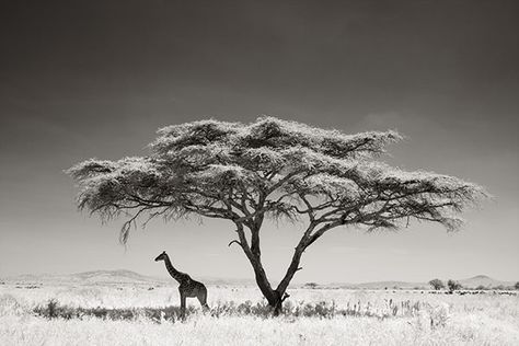 Andy Biggs shot this striking image of a giraffe under an acacia tree on the Serengeti Plains in Tanzania, Africa, in 2007. Giraffe Photography, Wildlife Photography Tips, Africa Tattoos, African Tree, Acacia Tree, Serengeti National Park, Afrikaanse Kunst, A Giraffe, Wildlife Photos