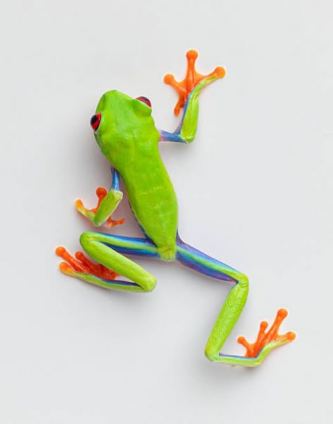 7,250 Tree Frog Photos and Premium High Res Pictures - Getty Images Red Eyed Frog, Tree Frog Tattoos, Frog Tattoo, Petit Tattoo, Red Eyed Tree Frog, Frog Illustration, Frog Pictures, Frog Tattoos, Animal Inspiration