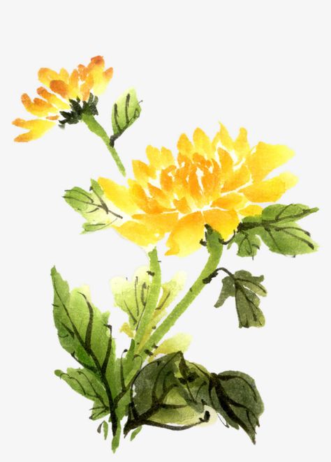 Yellow Chrysanthemum Drawing, Chrysanthemum Flower Drawing, Chinese Flower Painting, Chrysanthemum Drawing, Chrysanthemum Watercolor, Chrysanthemum Painting, Sharpie Shoes, Art Coursework, Yellow Chrysanthemum