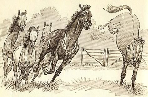 'Black Beauty' - Paul Brown illustration Paul Brown Artist, Wesley Dennis Horses, Brown Horse Art, Paul Desmond, Brown Illustration, Drawing Horses, Horse Art Drawing, Paul Brown, Horse Sketch