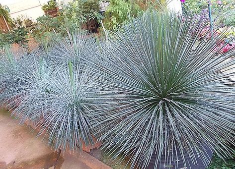 Front Yard Plants, Spanish Garden, Florida Landscaping, Contemporary Garden Design, Eco Friendly Garden, Agave Plant, Desert Garden, Agaves, Drought Tolerant Plants