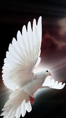 Happy APPS: Dove Live Wallpaper Dove Release, Dove Flying, Dove Images, Holy Spirit Dove, Dove Pictures, Spiritual Images, White Dove, Peace Dove, Bird Wallpaper