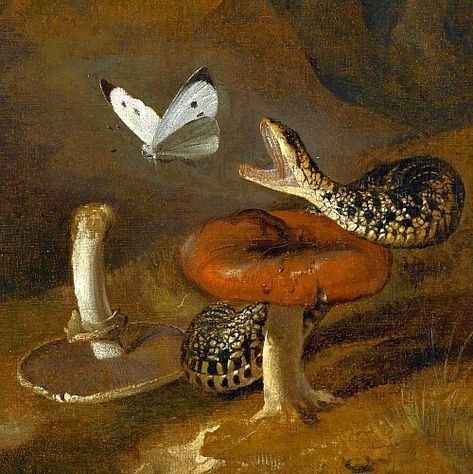 Still Life Butterfly, Snake And Butterfly, Dutch Paintings, Wilted Rose, Mixed Messages, Flash Ideas, Dutch Still Life, Red Tent, Rennaissance Art