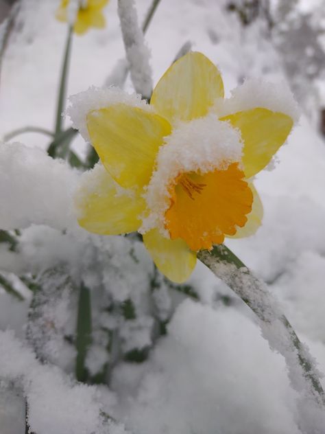 A Daffodil in the March 11, 2022 snowfall in Arkansas. Daffodil Aesthetic, Frozen Flowers, Winter Angel, Photography Female, It's Snowing, Dark Fantasy Artwork, Bright Spring, Spring Holidays, Winter Scenery