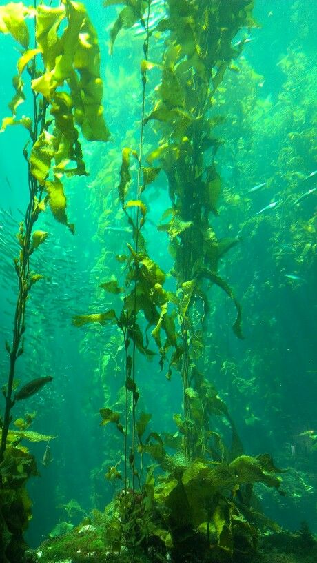 Tropical Water Aesthetic, Kelp Forest Wallpaper, Kelp Aesthetic, Kelp Forest Aesthetic, Underwater Algae, Photography Underwater, Underwater Wallpaper, Kelp Forest, Mermaid Aesthetic