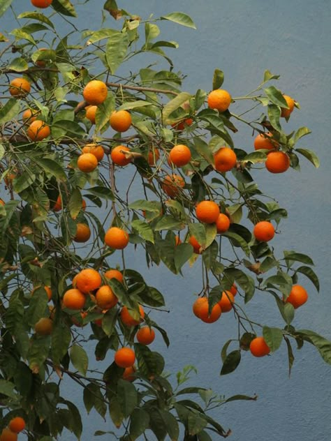 Potted Orange Tree, Citrus Trees Landscape, Clementine Tree, Tattoos Plants, Plants Tattoo, Bedroom Plants Decor, Plant Bedroom, Plant Tattoos, Citrus Tree